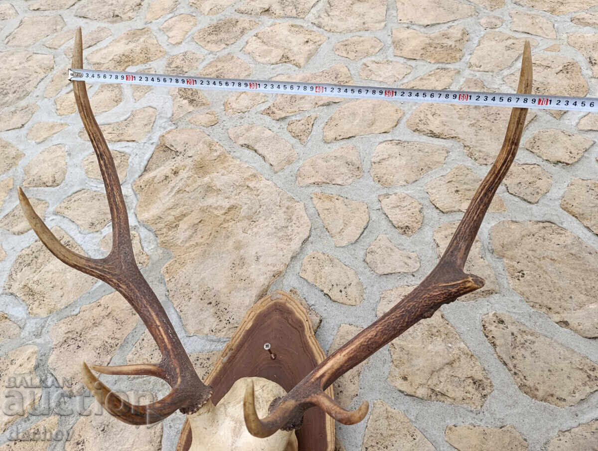 BEAUTIFUL OLD ANTLERS TROPHY NOBLE DEER MEHANA (Tavern) BITOV KUT (Corner) - 6