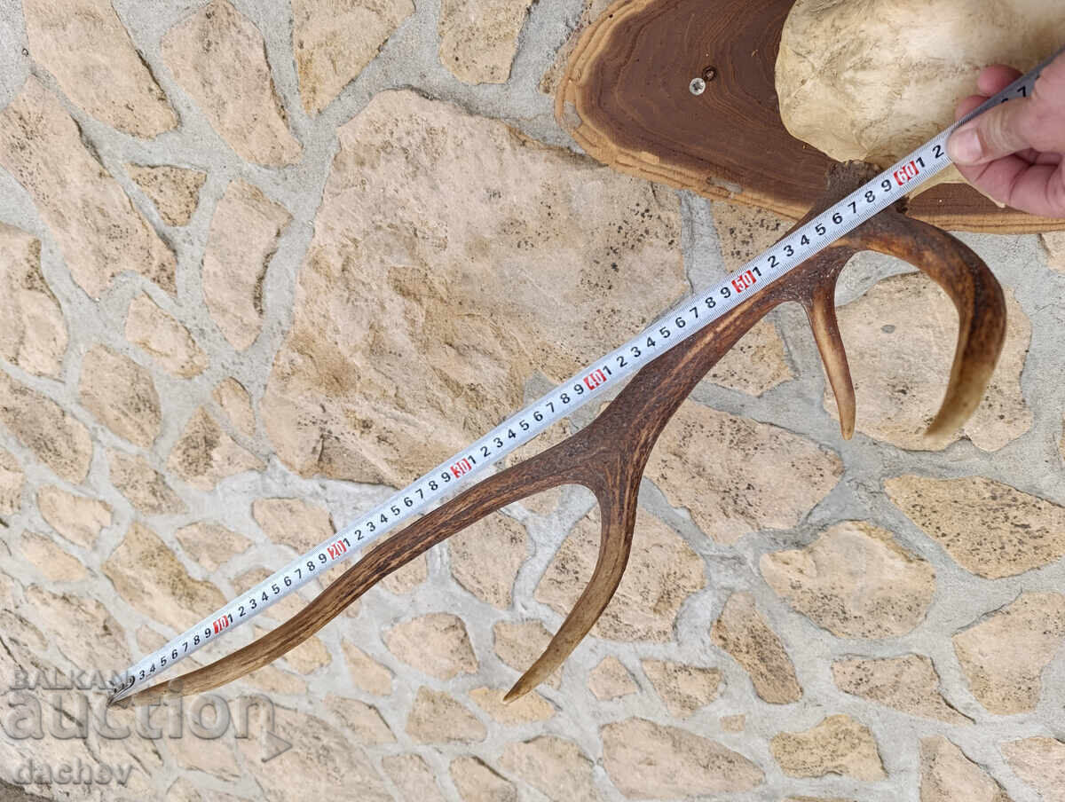 BEAUTIFUL OLD ANTLERS TROPHY NOBLE DEER MEHANA (Tavern) BITOV KUT (Corner) - 7