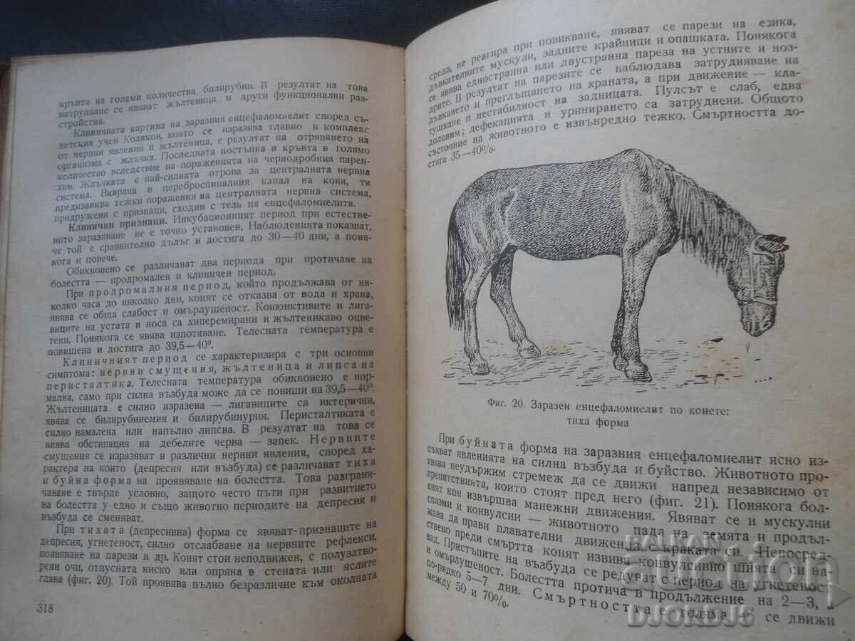 ΕΠΙΖΩΟΤΟΛΟΓΙΑ, σημειώσεις για 3ο και 4ο έτος κτηνιατρικών σχολών - 5