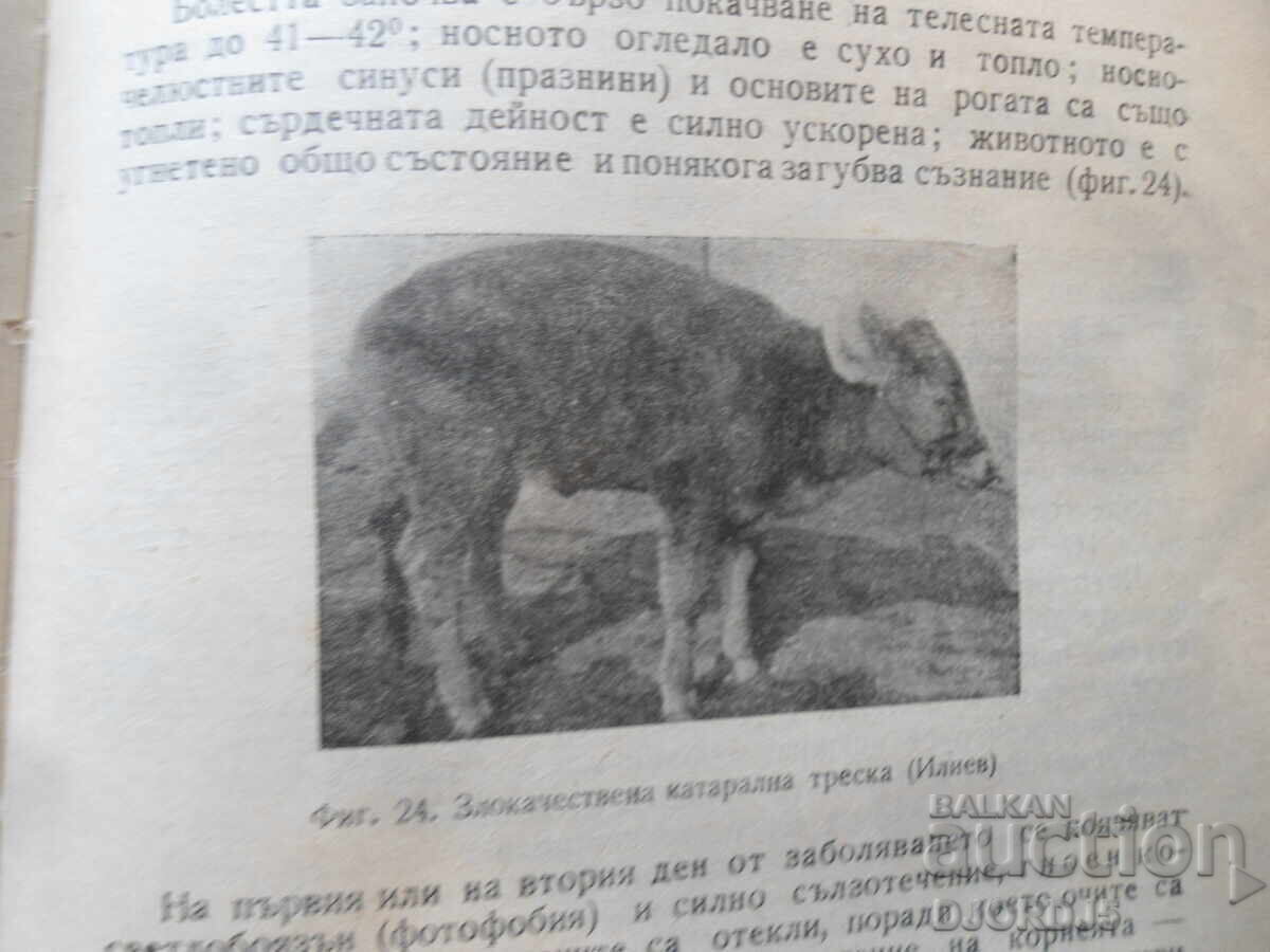 ΕΠΙΖΩΟΤΟΛΟΓΙΑ, σημειώσεις για 3ο και 4ο έτος κτηνιατρικών σχολών - 6