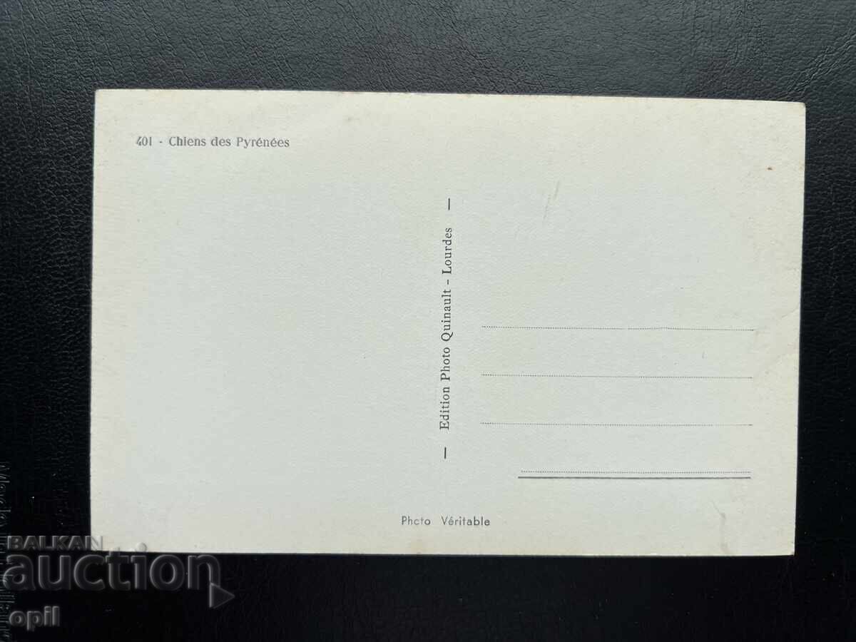 Old Postcard - France - Pyrenean Mountain Dogs with price 1.00 BGN | € 0.51 Old Postcard - France - Pyrenean Mountain Dogs with price 1.00 BGN | € 0.51