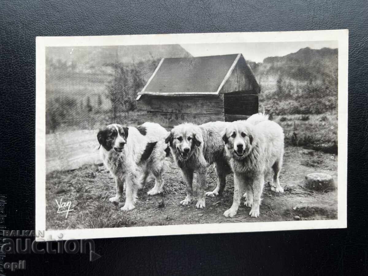 Old Postcard - France - Pyrenean Mountain Dogs Old Postcard - France - Pyrenean Mountain Dogs