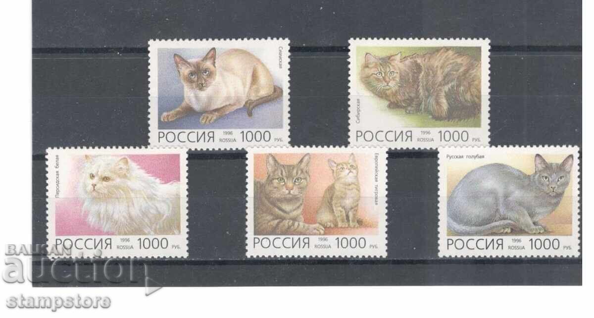 Russia - Cats
