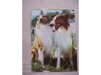 Стара пощенска картичка