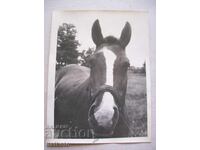 παλιά φωτογραφία