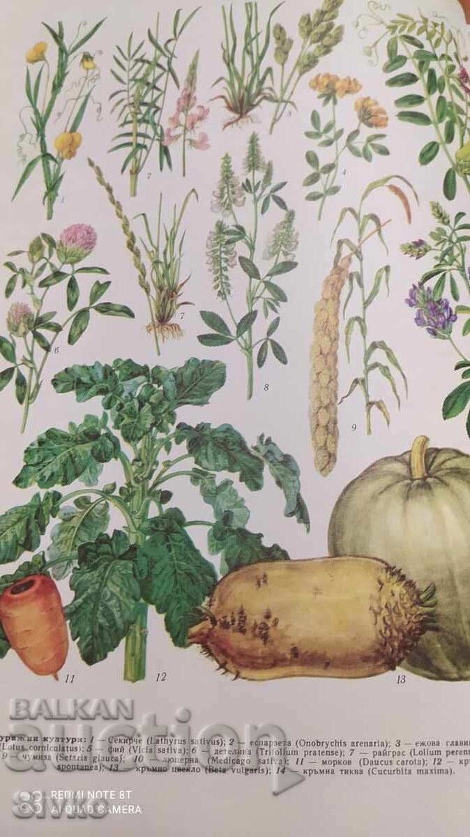 Παράδοση Kratka Bŭlgarska Entsiklopediya, tom 5, 1969 g, ilyustratsii, κα