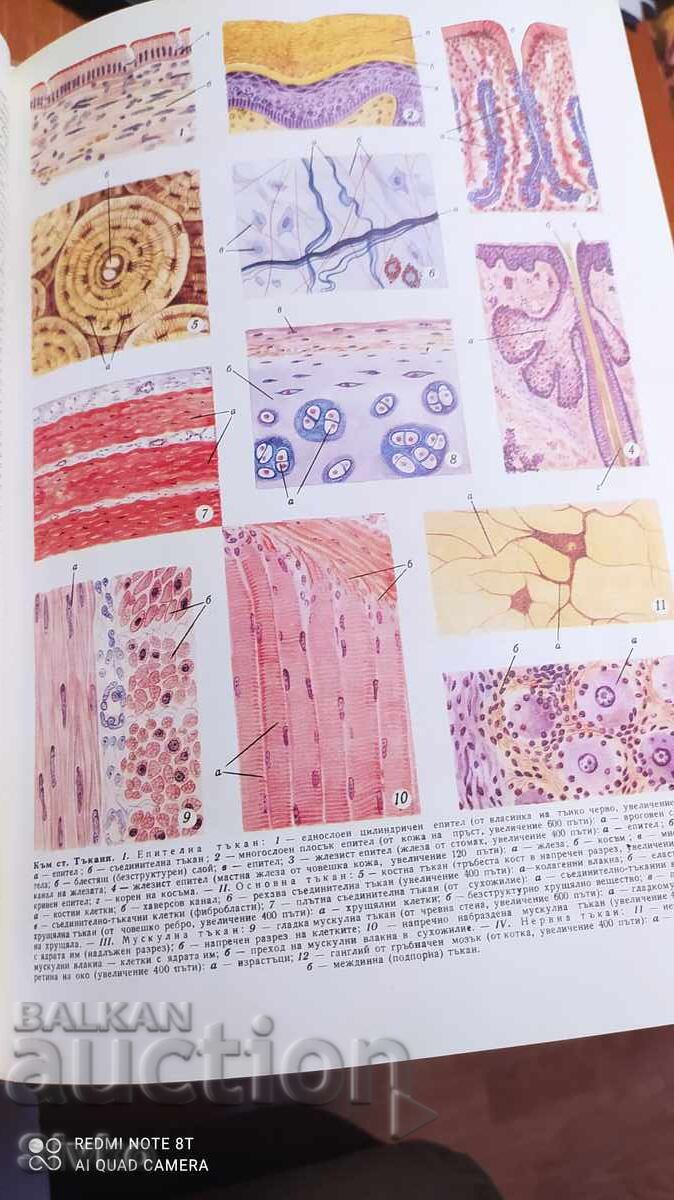 Kratka Bŭlgarska Entsiklopediya, tom 5, 1969 g, ilyustratsii, κα - 5