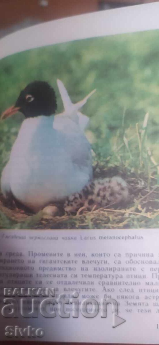 Auction  Billions of years of life, many photos and illustrations