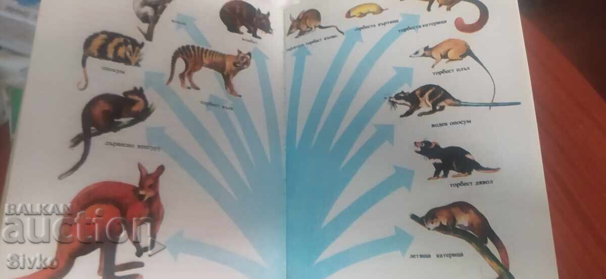 Billions of years of life, many photos and illustrations - 5