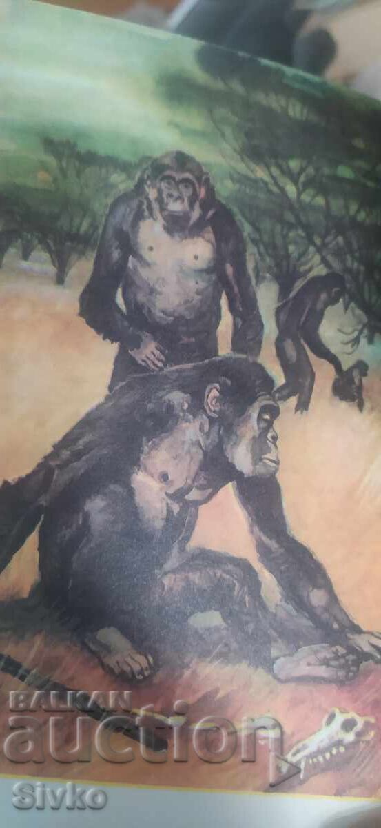 Where did the man, Arthur Windelband, come from, many photos and illustrations - 7