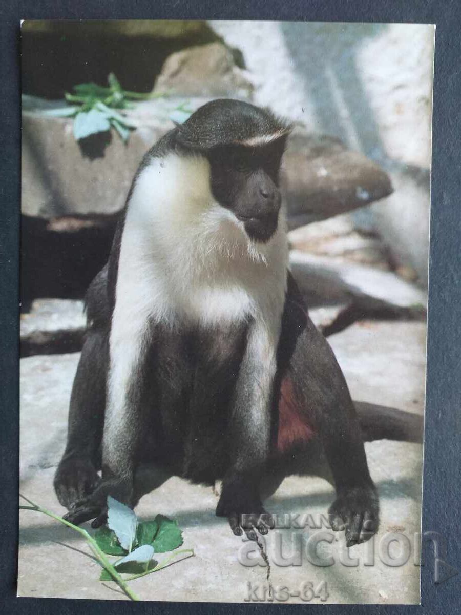 Animals Fauna Animals Fauna