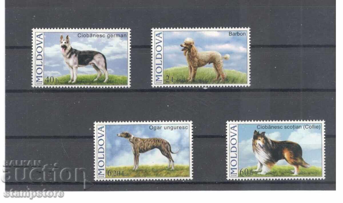 Moldova - Dogs Moldova - Dogs