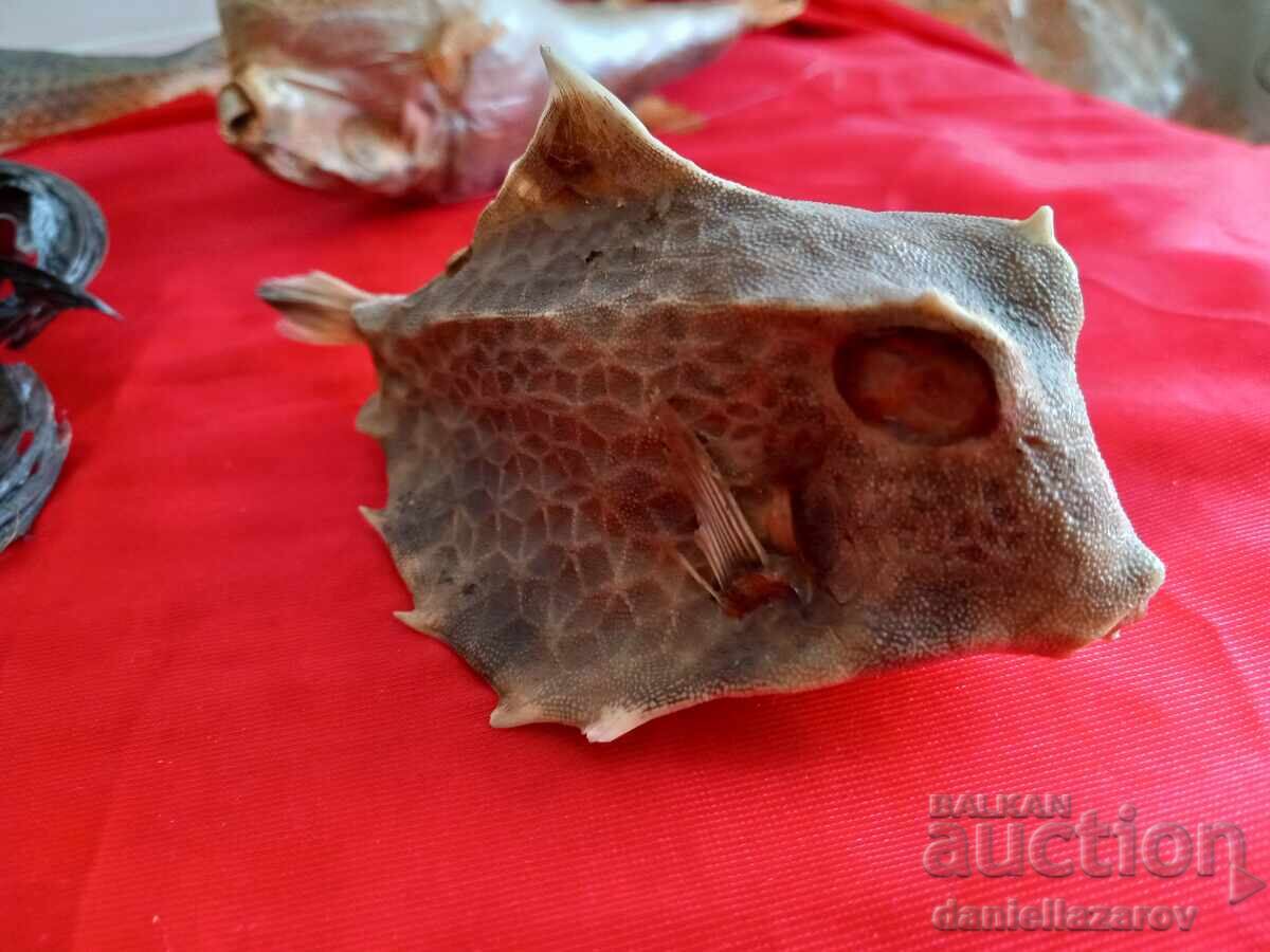 Prepared Exotic Ocean FISH, Fish with price 120.00 BGN | € 61.36 Prepared Exotic Ocean FISH, Fish with price 120.00 BGN | € 61.36