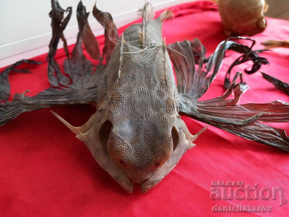 Delivery of Prepared Exotic Ocean FISH, Fish Delivery of Prepared Exotic Ocean FISH, Fish