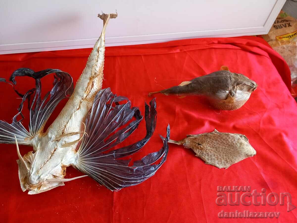 Prepared Exotic Ocean FISH, Fish - 5 Prepared Exotic Ocean FISH, Fish - 5