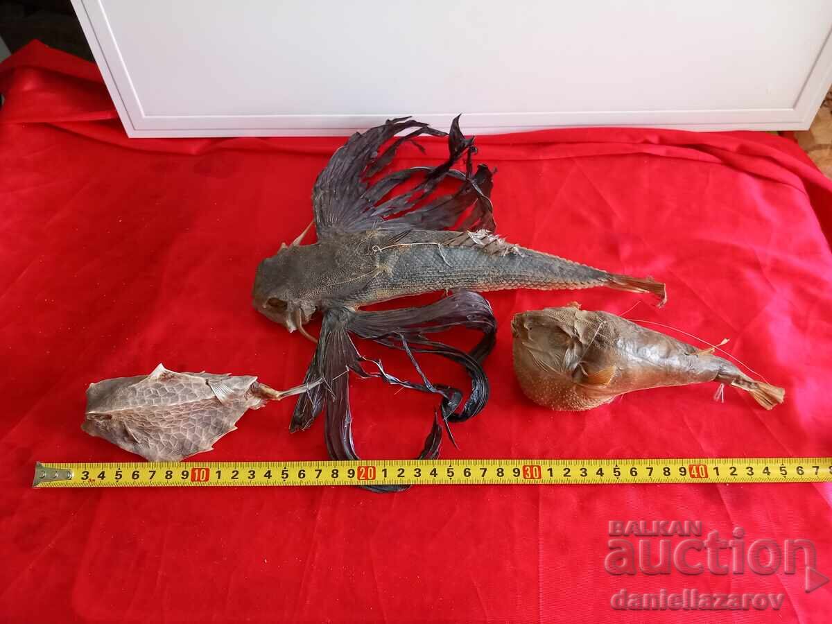 Prepared Exotic Ocean FISH, Fish - 7 Prepared Exotic Ocean FISH, Fish - 7