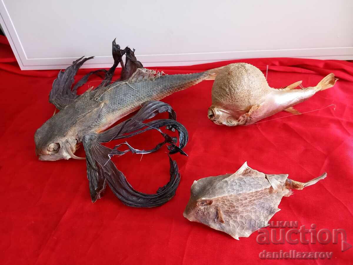 Prepared Exotic Ocean FISH, Fish Prepared Exotic Ocean FISH, Fish