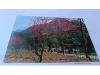 Carte poștală Republica Populară Democrată Coreea