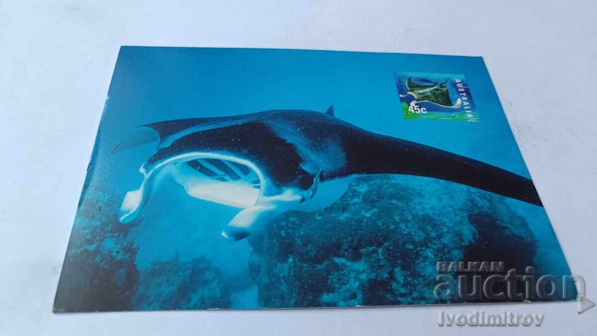 Postcard Manta Ray Postcard Manta Ray
