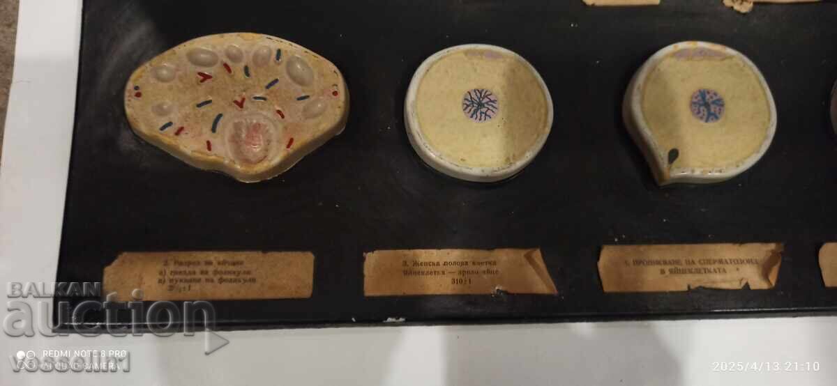 Model de concepție, diviziunea celulelor ouă, dezvoltarea embrionară cu preț 45.00 BGN | € 23.01 Model de concepție, diviziunea celulelor ouă, dezvoltarea embrionară cu preț 45.00 BGN | € 23.01