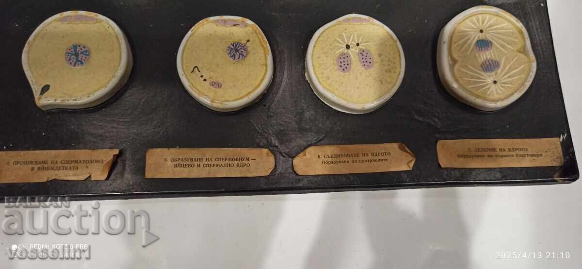 Licitație Model de concepție, diviziunea celulelor ouă, dezvoltarea embrionară Licitație Model de concepție, diviziunea celulelor ouă, dezvoltarea embrionară