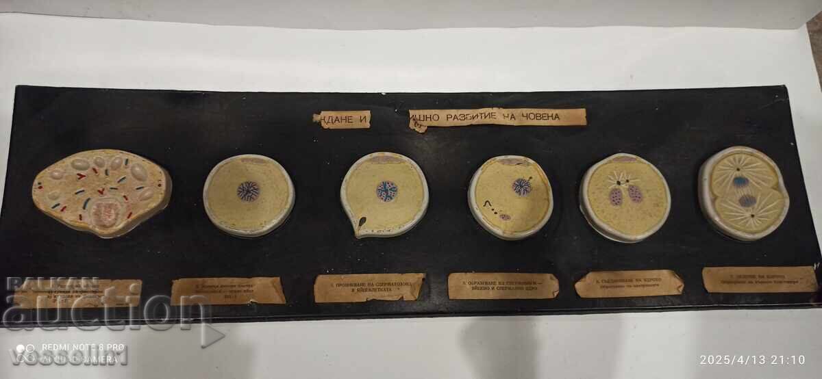 Model de concepție, diviziunea celulelor ouă, dezvoltarea embrionară Model de concepție, diviziunea celulelor ouă, dezvoltarea embrionară