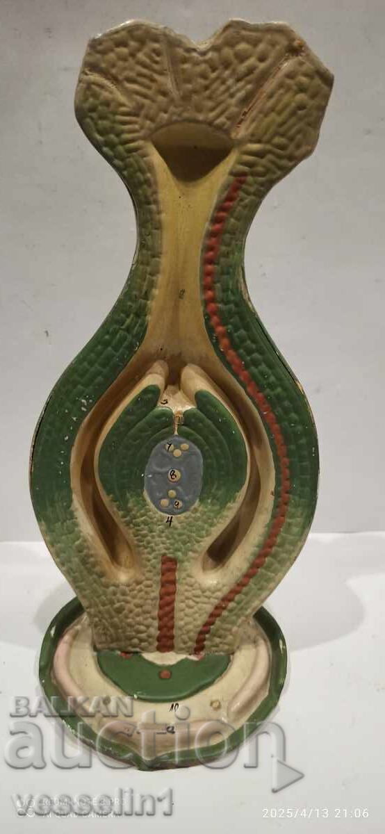 Old educational model of a botanical model from the 60s