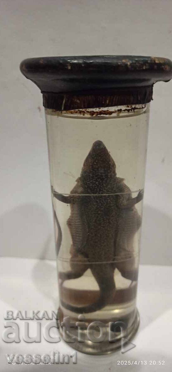 Educational model cross-section of a lizard in alcohol solution, early socialist era with price 65.00 BGN | € 33.23