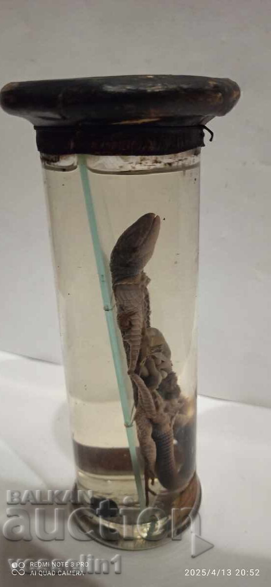 Auction  Educational model cross-section of a lizard in alcohol solution, early socialist era