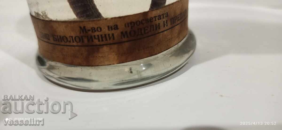 Delivery of Educational model cross-section of a lizard in alcohol solution, early socialist era