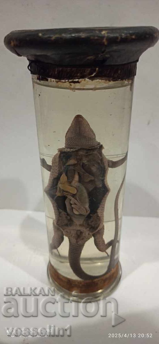 Educational model cross-section of a lizard in alcohol solution, early socialist era