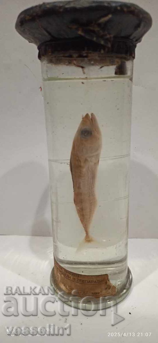 Εκπαιδευτικό μοντέλο ψαριού σε αλκοολούχο διάλυμα πρώιμης σοσιαλιστικής περιόδου με τιμή 35.00 BGN | € 17.90