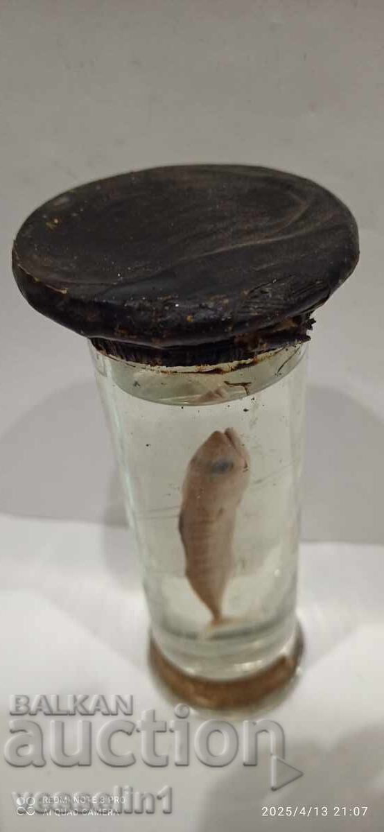 Δημοπρασία Εκπαιδευτικό μοντέλο ψαριού σε αλκοολούχο διάλυμα πρώιμης σοσιαλιστικής περιόδου