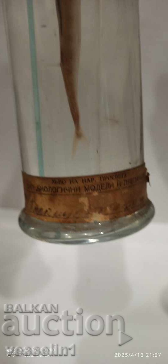 Παράδοση Εκπαιδευτικό μοντέλο ψαριού σε αλκοολούχο διάλυμα πρώιμης σοσιαλιστικής περιόδου