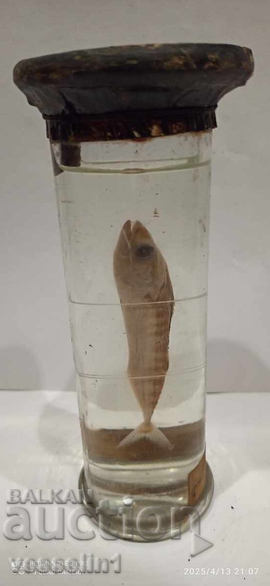 Εκπαιδευτικό μοντέλο ψαριού σε αλκοολούχο διάλυμα πρώιμης σοσιαλιστικής περιόδου