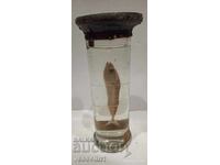 Educational model of a fish in alcohol solution, early socialist era