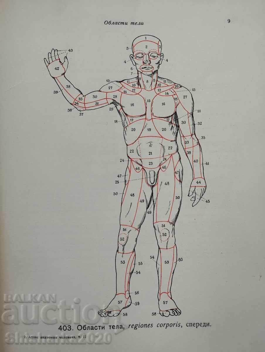 Аукцион Атлас Анатомии Человека - Том II Аукцион Атлас Анатомии Человека - Том II