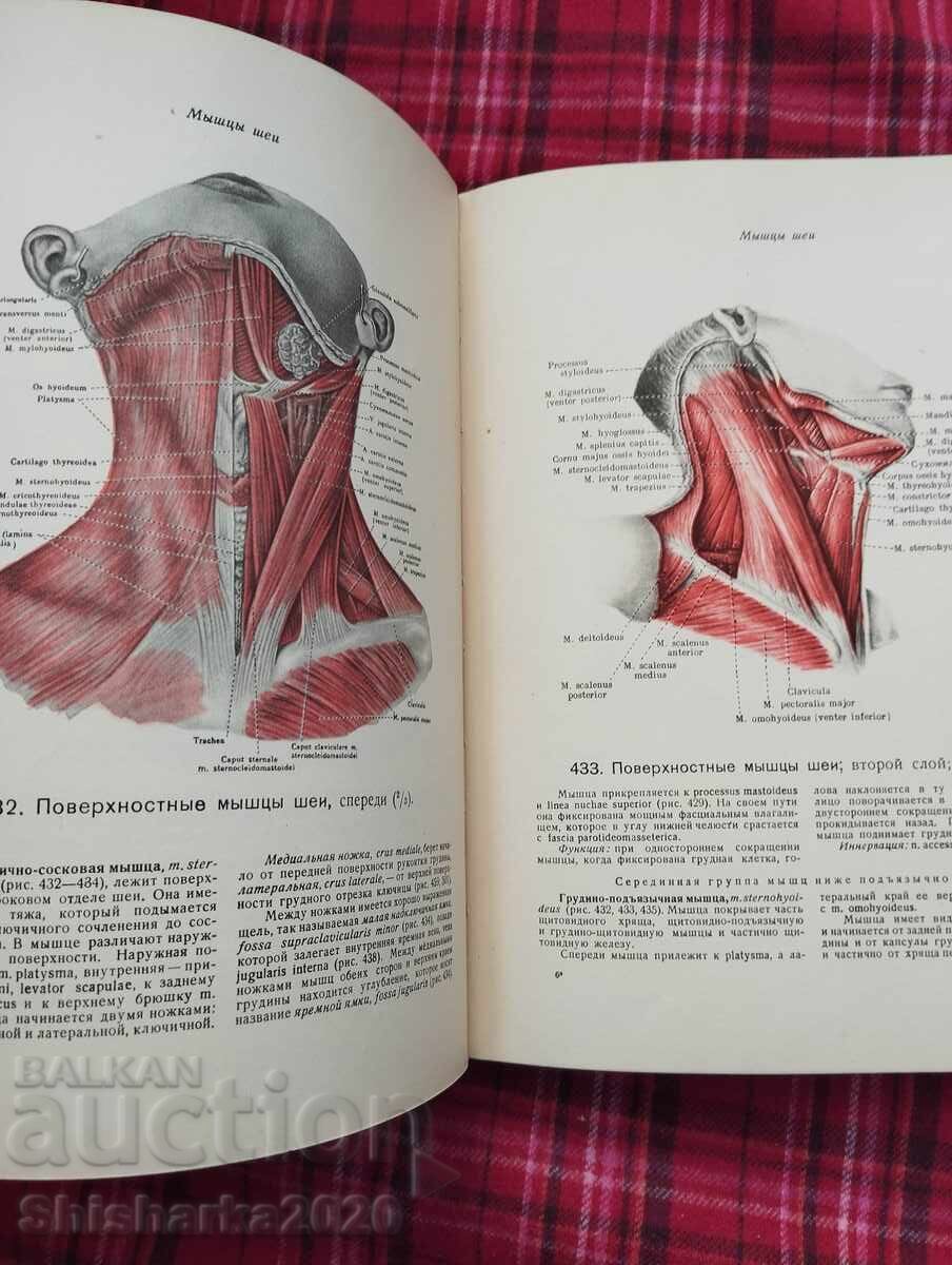 Атлас Анатомии Человека - Том II - 5 Атлас Анатомии Человека - Том II - 5