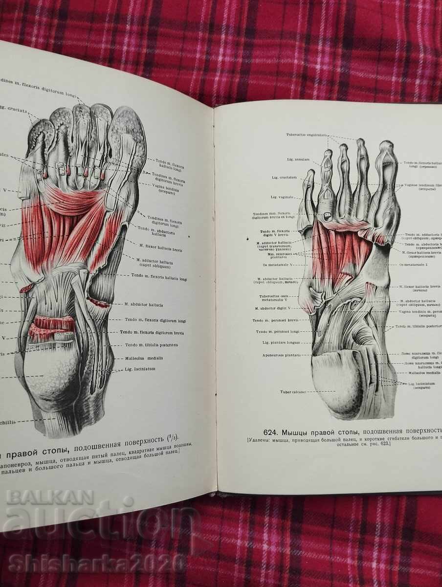 Атлас Анатомии Человека - Том II - 7 Атлас Анатомии Человека - Том II - 7