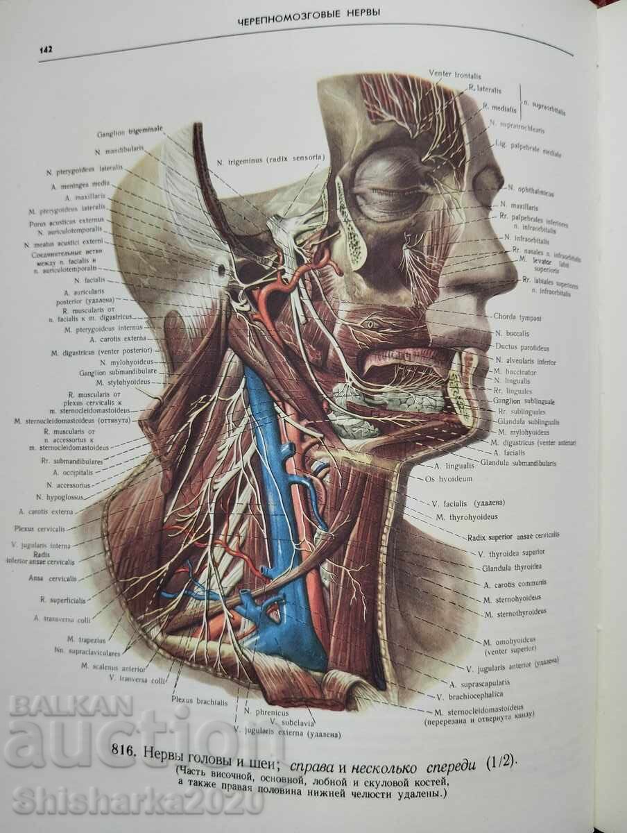 Аукцион Атлас Анатомии Человека - Том III