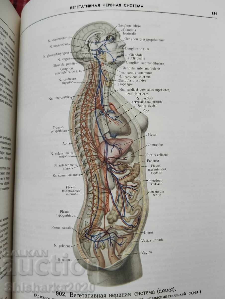 Атлас Анатомии Человека - Том III - 5