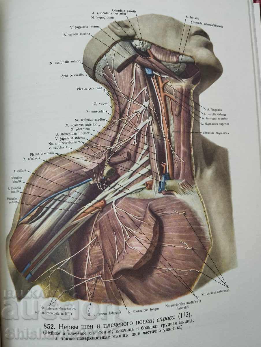 Атлас Анатомии Человека - Том III - 6