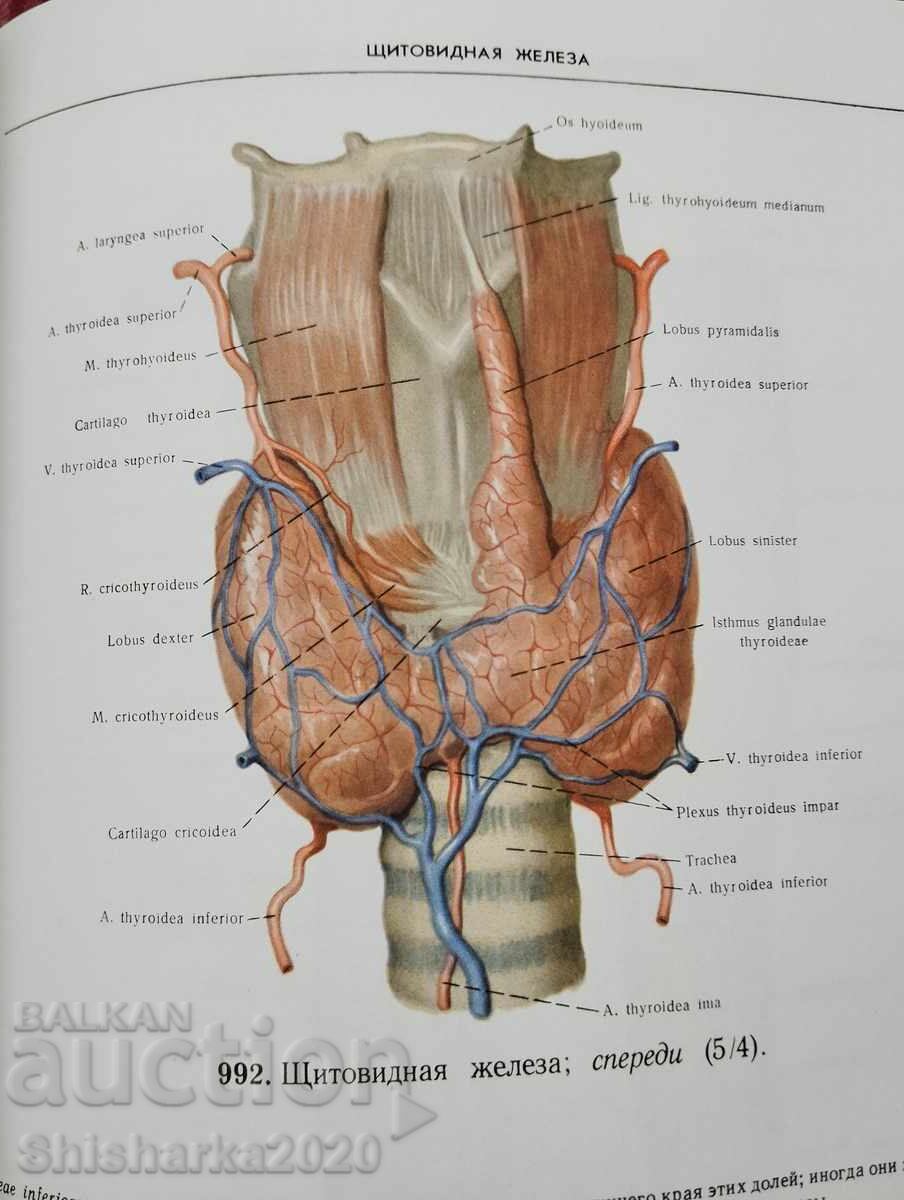 Атлас Анатомии Человека - Том III - 7