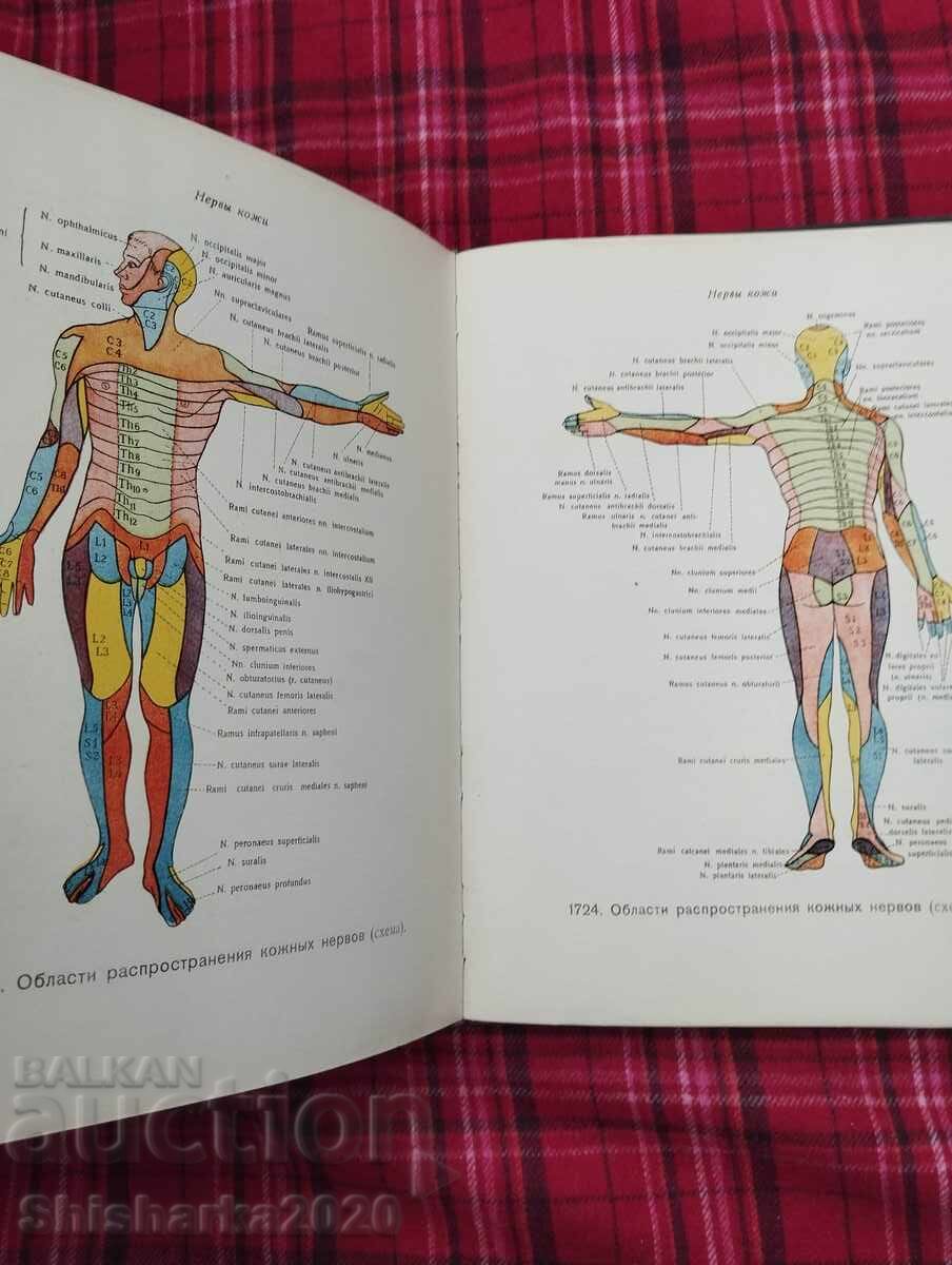 Аукцион Атлас Анатомии Человека - Том V