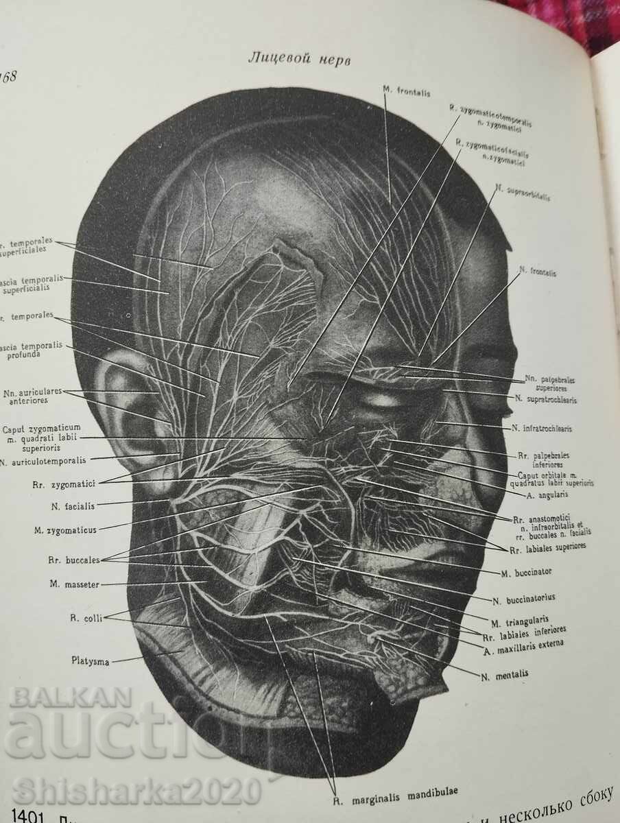 Атлас Анатомии Человека - Том V - 5