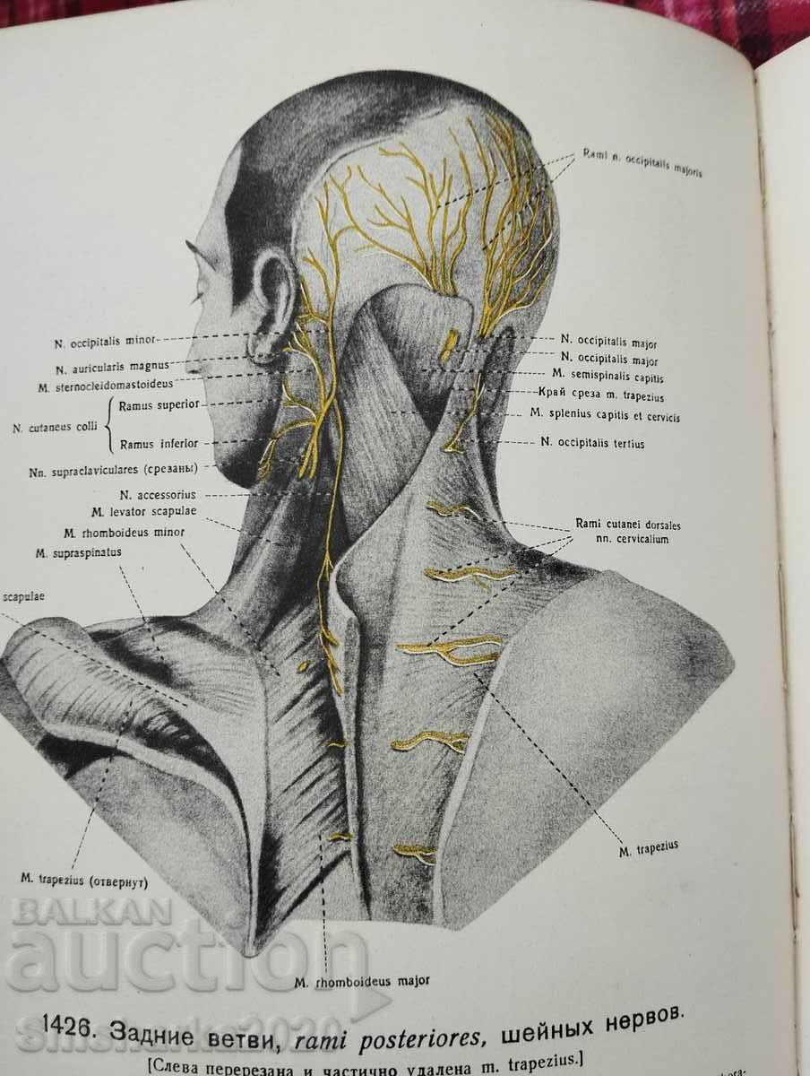 Атлас Анатомии Человека - Том V - 6