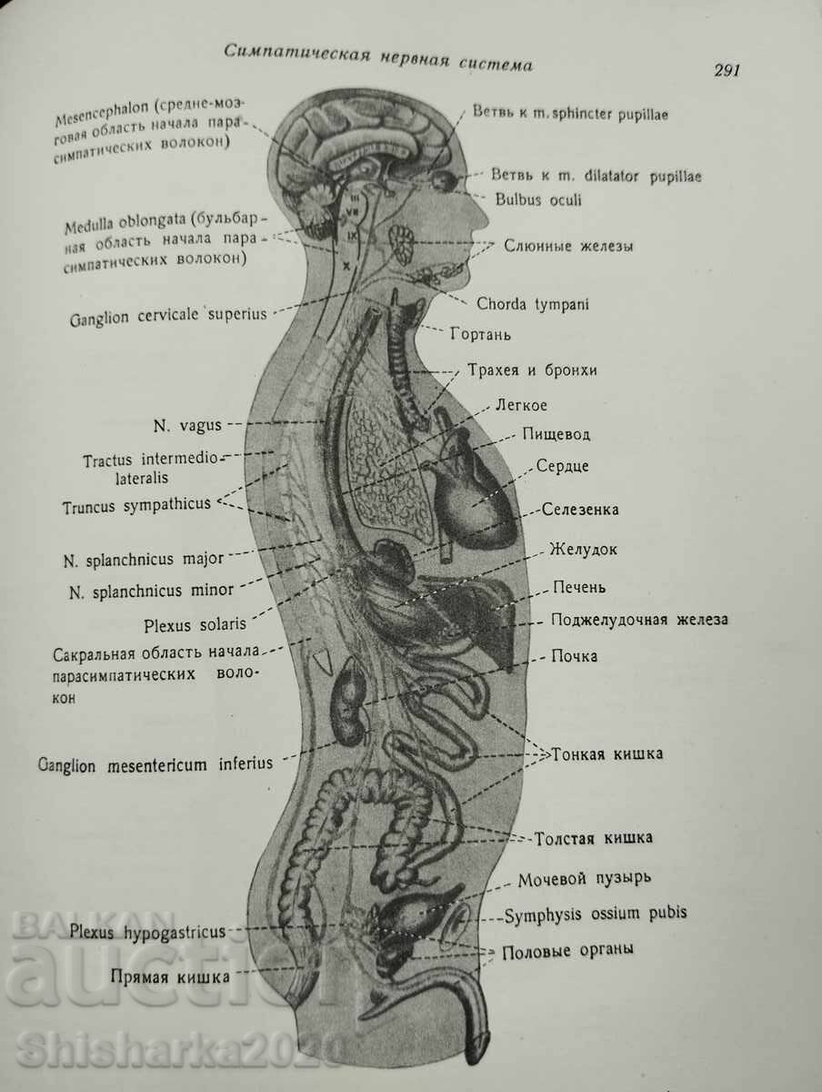 Атлас Анатомии Человека - Том V - 7