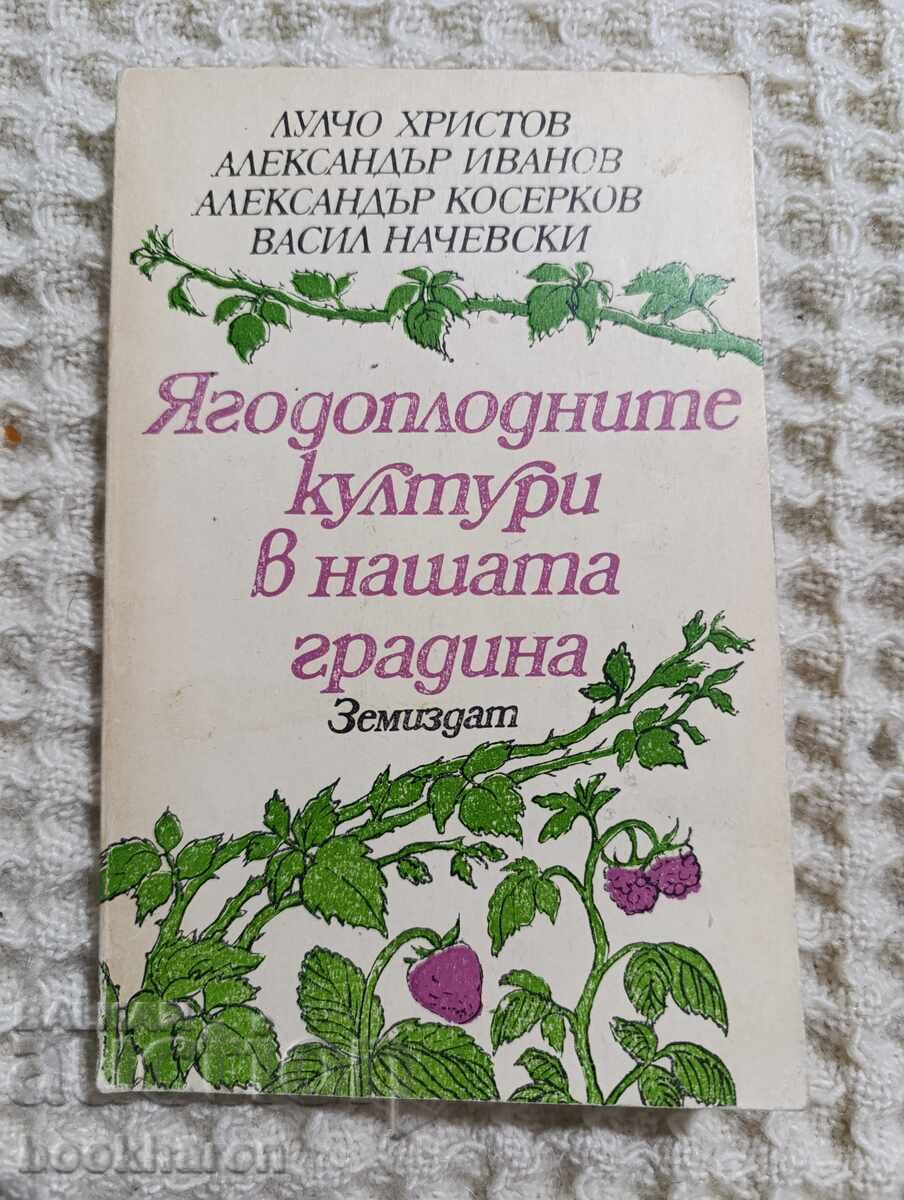 Strawberry crops in our garden