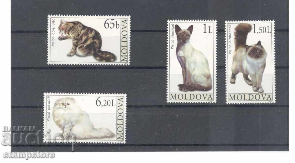 Moldova - Cats