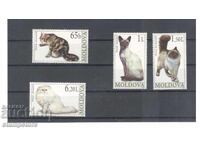 Moldova - Cats